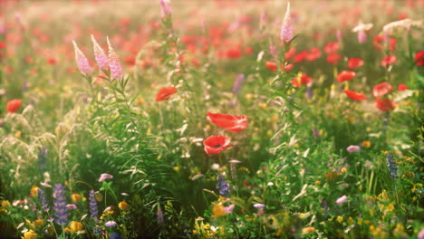 real-field-and-flowers-at-sunset